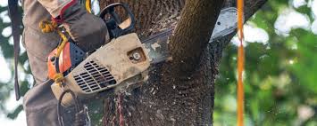 Best Arborist Consultation Services  in Fredericktown, MO