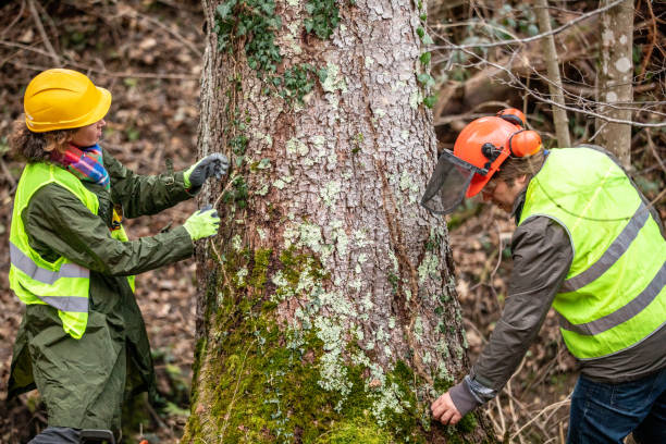 Best Tree Risk Assessment  in Fredericktown, MO