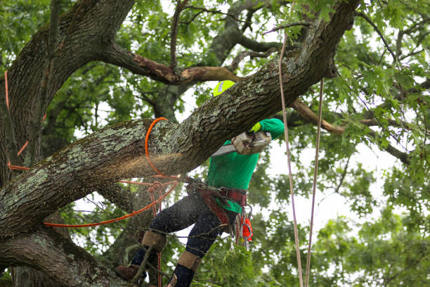 Best Tree Preservation Services  in Fredericktown, MO