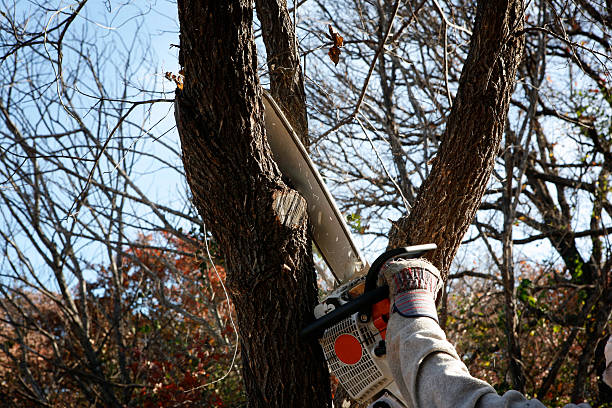 Best Root Management and Removal  in Fredericktown, MO